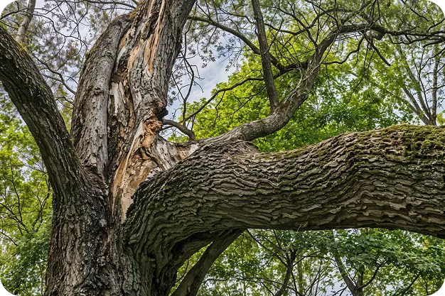 Winter Winds Can Cause Branches Of Trees To Weaken - Oegema, Nicholson & Associates
